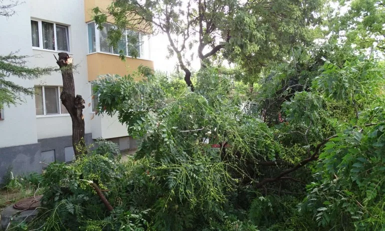 Бурята изкорени и пречупи дървета в Благоевград - Tribune.bg