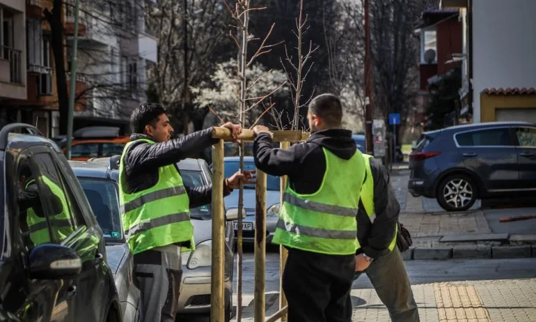 1700 фиданки ще бъдат засадени тази пролет покрай улици и булеварди в София - Tribune.bg