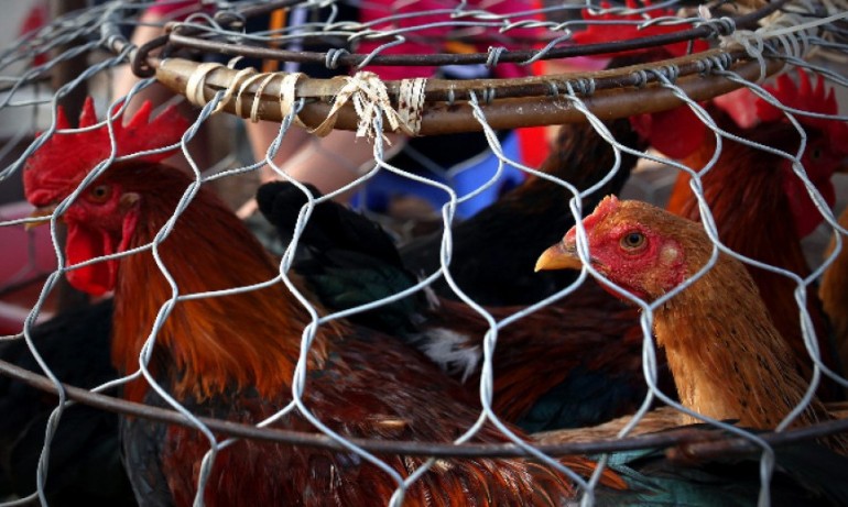 Птичи грип: БАБХ унищожава 177 000 кокошки в птицеферма в Асеновград - Tribune.bg