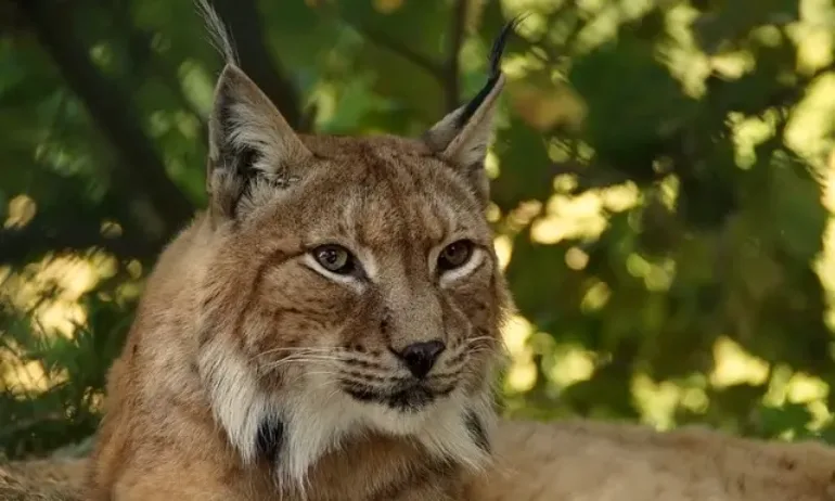 Доклад показва, че почти 70% от животинските видове на планетата са изчезнали от 1970 г. - Tribune.bg