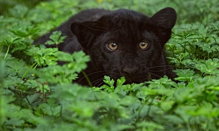 Пореден сигнал за черен леопард, този път край Дупница - Tribune.bg