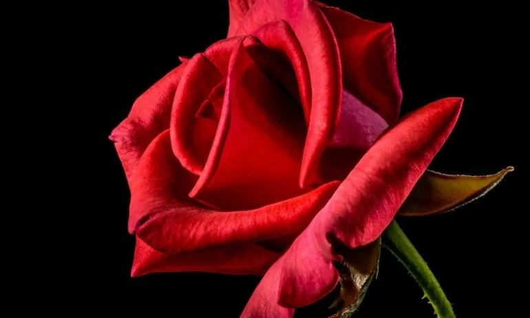 Древната техника – Очистване с роза - Tribune.bg