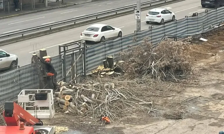 Сечта продължава: Отрязаха още четири дървета на Опълченска - Tribune.bg