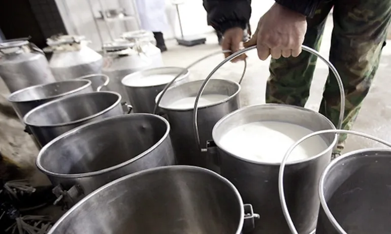 Фермери: Цената на млякото се срина - Tribune.bg