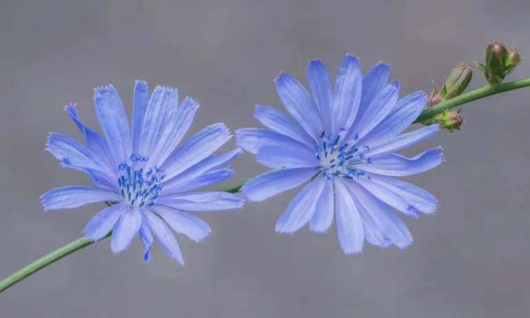 Познатата непозната Цикория - какви тайни крие тази крайпътна трева - Tribune.bg