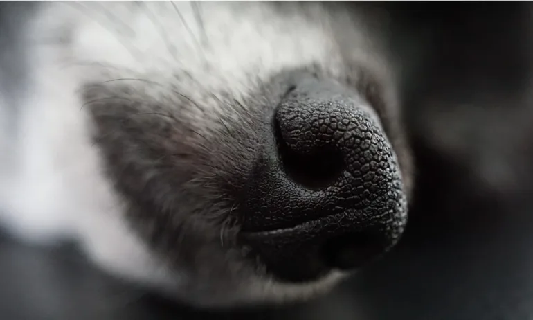 Поредна жестокост към животно: Куче е в критично състояние, търсят се свидетели (18+) - Tribune.bg