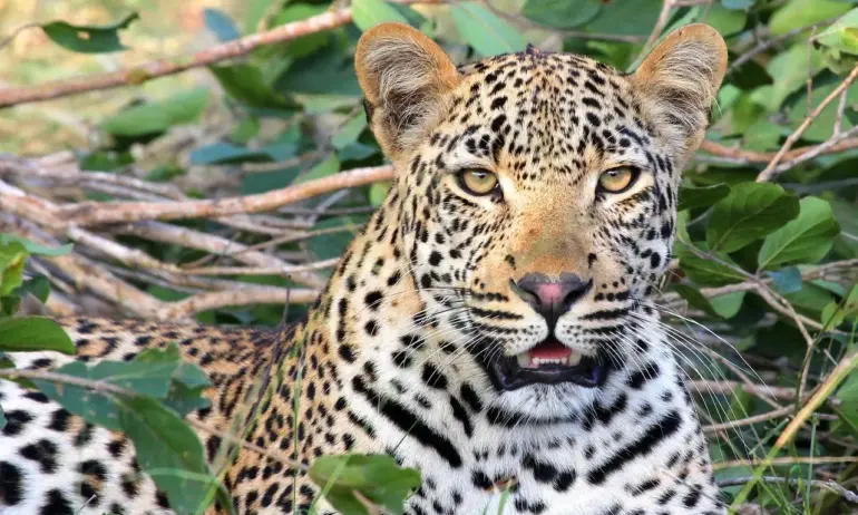 Леопард ухапа по пръстите момиче при опит за селфи в зоопарка във Варна - Tribune.bg