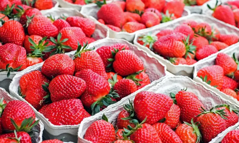 Марокански ягоди с хепатит А хванаха на пазара в Испания - Tribune.bg