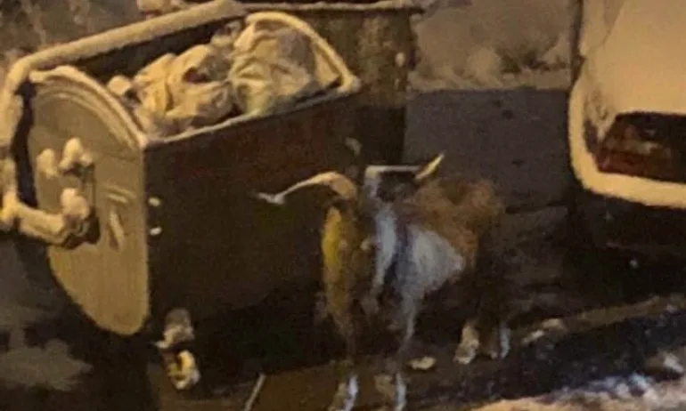 Скитнически живот заради любовна мъка – историята на един козел - Tribune.bg