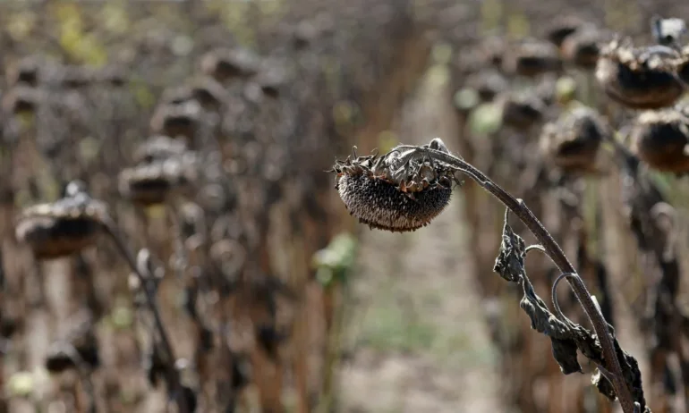 Производители на олио затварят заради скъпа суровина - Tribune.bg
