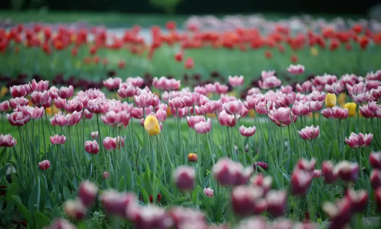 Проф. Рачев: До вторник ще е горещо, после – с 15° надолу - Tribune.bg