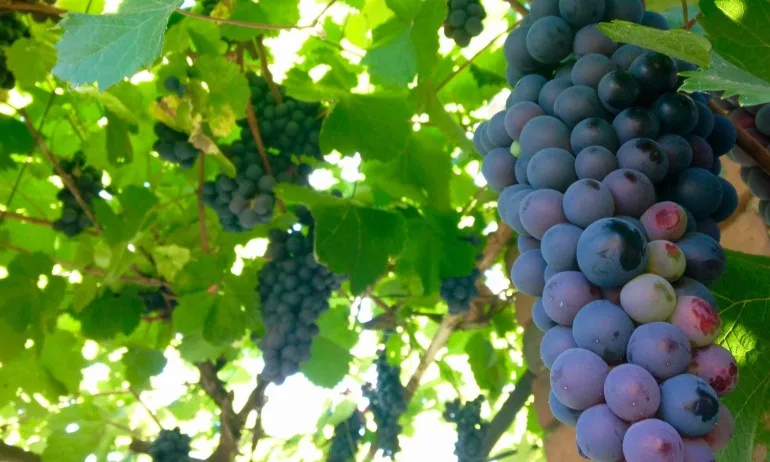 Лозари от Северозапада се готвят за протест - Tribune.bg