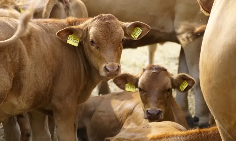 Заради ограничения в пашата: Най-голямата биологична ферма за телешко ще унищожи 1000 животни