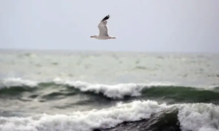 Странни звуци, идващи от водата до турското крайбрежие на Черно