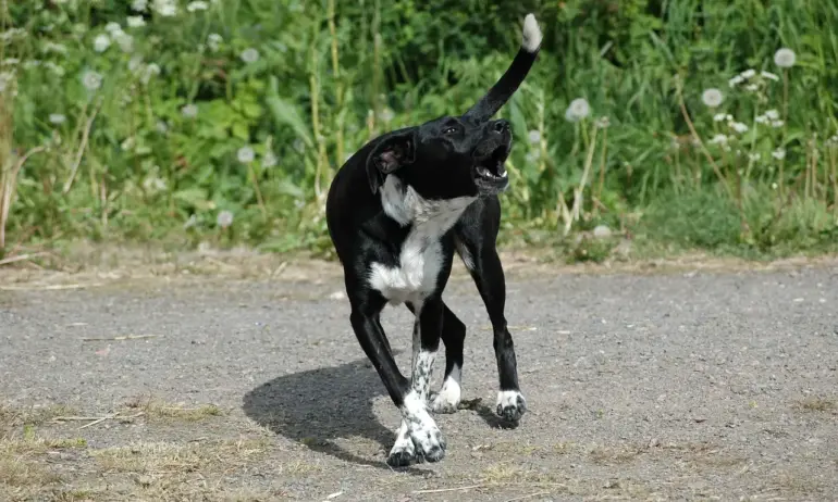 Глутница бездомни кучета нападна 4-годишно дете в Асеновград - Tribune.bg