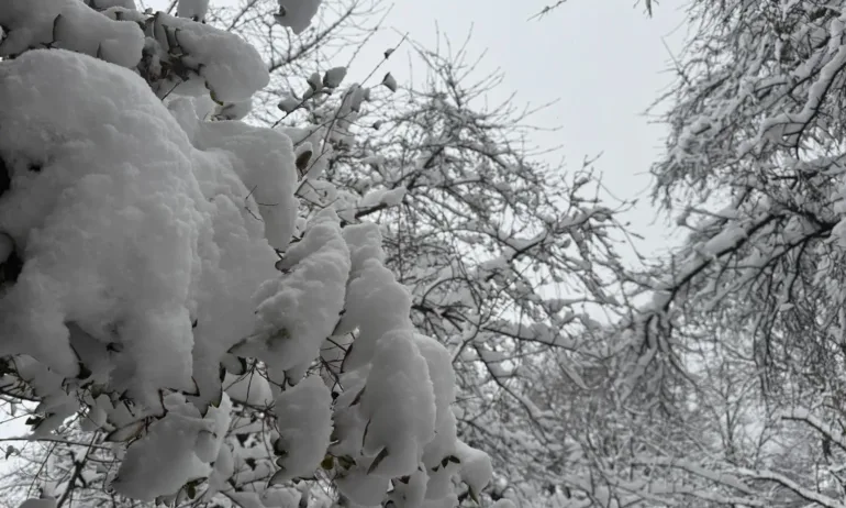 Частично бедствено положение в община Неделино, три села са без ток от 19 ч. снощи - Tribune.bg