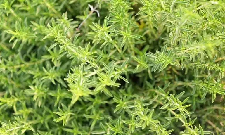 Чубрица – лечебни свойства - Tribune.bg