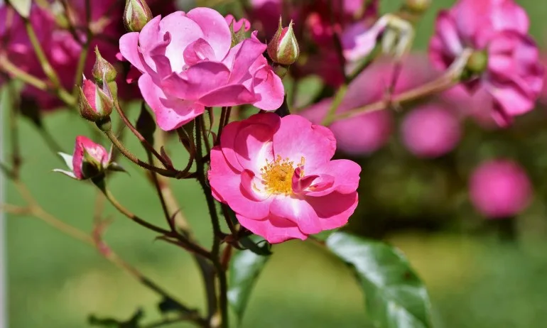 Закон за маслодайната роза ще гарантира качеството на българското розово масло - Tribune.bg