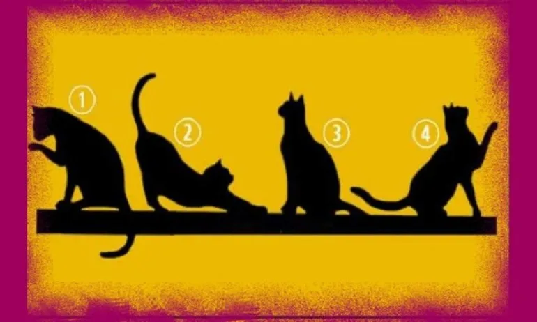 Изберете котка и открийте своята цел в живота - Tribune.bg