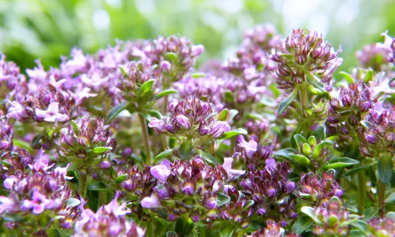 Най-добрите билки за грижа за тялото и душата - Tribune.bg