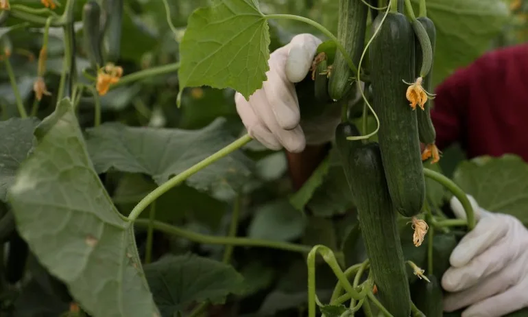 Лечебните свойства на краставичната вода - Tribune.bg