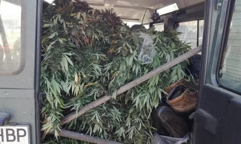 Униформени иззеха над 40 килограма канабис - Tribune.bg