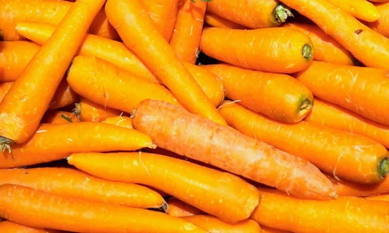 Изтеглят опасни био моркови след смъртоносен взрив на Ешерихия коли в САЩ - Tribune.bg