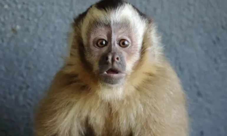 По-скъпи билети за столичния зоопарк от днес - Tribune.bg