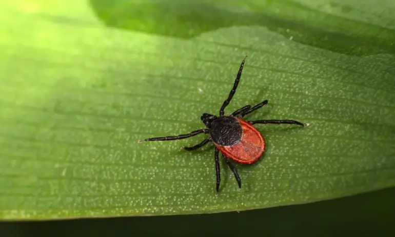Държавата пламна с пандемия от кърлежи. ВМРО искат МЗ да свика кризисен щаб - Tribune.bg