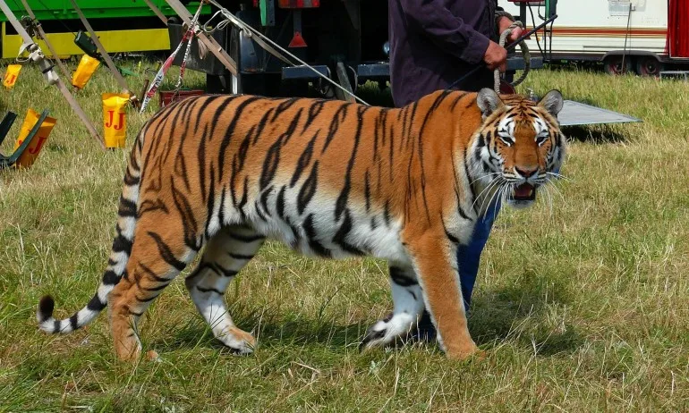 Франция забранява използването на диви животни в пътуващи циркове - Tribune.bg