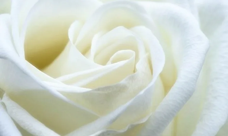 Пречистване с бяла роза - Tribune.bg