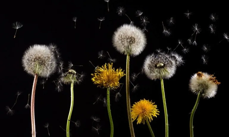 Лечебните свойства на глухарчето - Tribune.bg