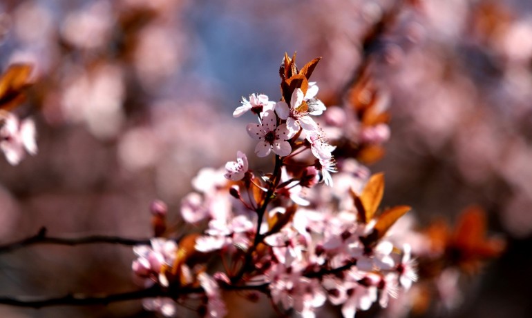 Май започва със слънце и максимални температури до 22° - Tribune.bg
