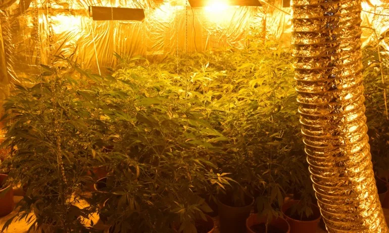 Разбиха оранжерия за отглеждане на канабис - Tribune.bg