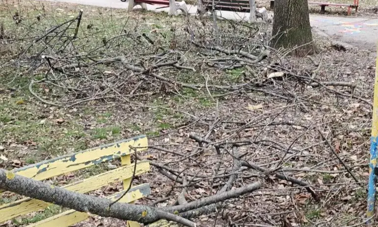 От Фейсбук: Две седмици не спират сигналите за паднали клони и непочистени площи след единствения (за сега) за годината сняг - Tribune.bg