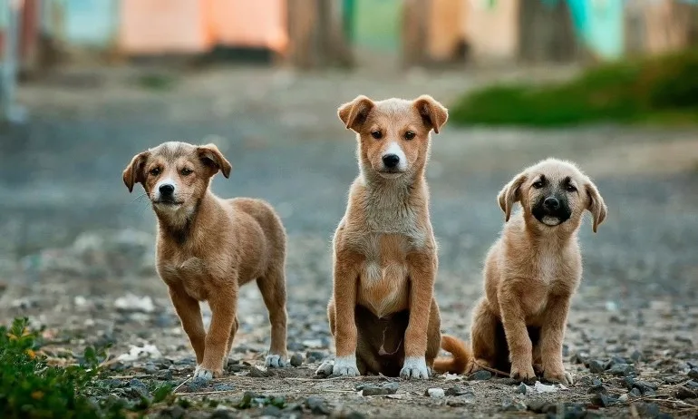 22 кучета от приюта на Екоравновесие заминаха за новите си домове в Германия - Tribune.bg
