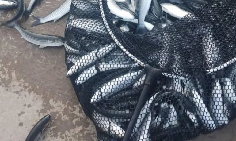 Тонове риба на пристанището в Несебър (ВИДЕО) - Tribune.bg