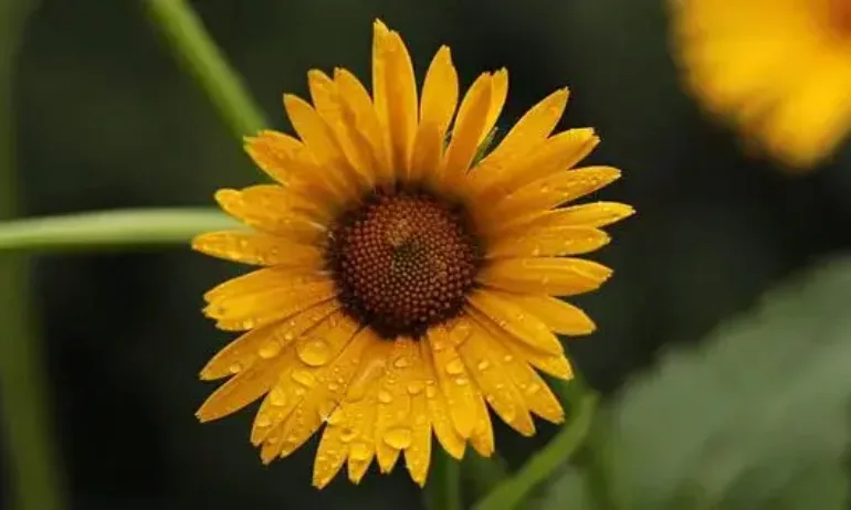 Валежи и гръмотевици над Западна България - Tribune.bg