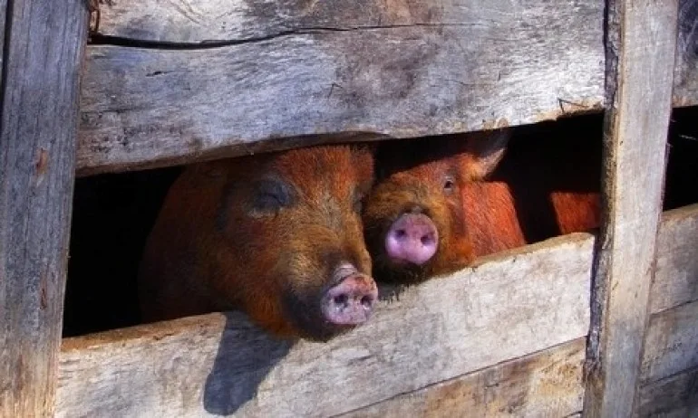 БАБХ: Тази вечер всички свине в село Тутраканци ще бъдат евтаназирани - Tribune.bg