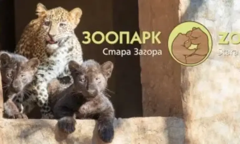 Наказват служителите в зоопарка в Стара Загора след бягството на леопарда Данте - Tribune.bg