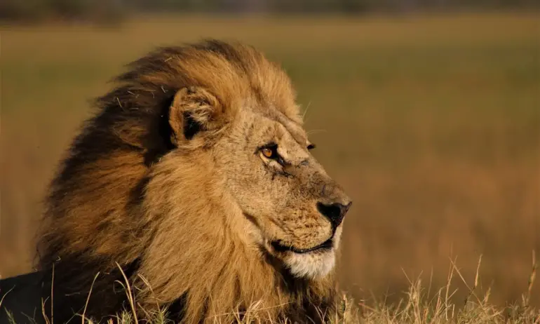 Новолуние в Лъв - Tribune.bg