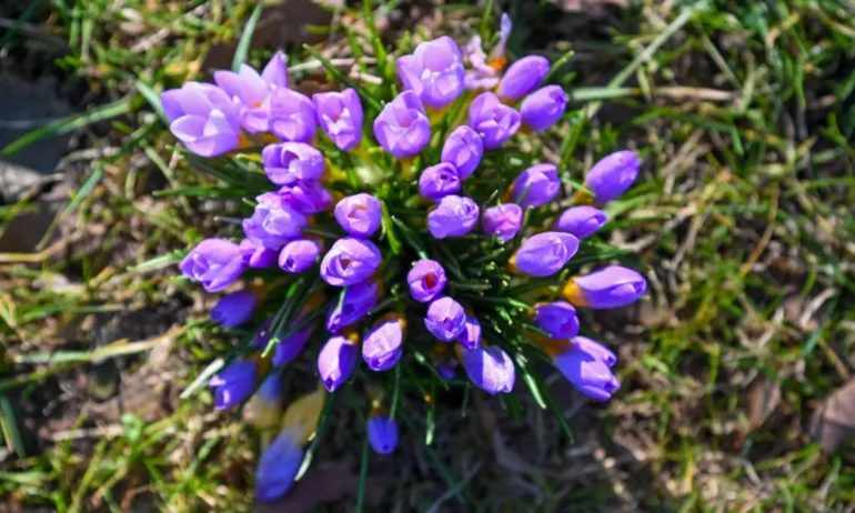 Времето: Как ще започне месец март? - Tribune.bg