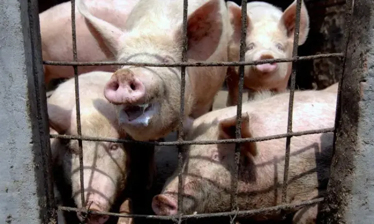 Установиха огнище на Африканска чума по свинете край Ловеч - Tribune.bg