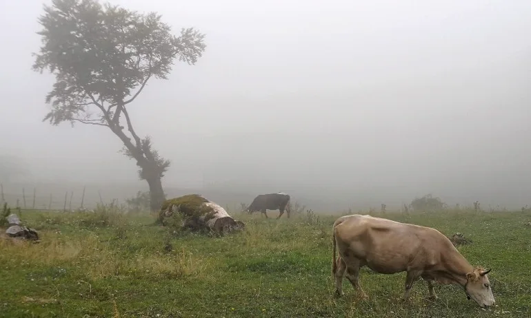 Идея на Зелените в ЕП: Животните да не бъдат лекувани с антибиотици - Tribune.bg