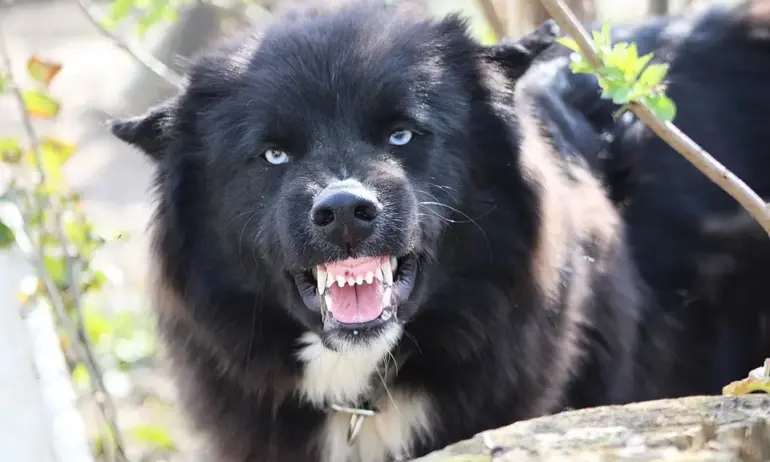 Бездомно куче нахапа до смърт домашен любимец в Димитровград - Tribune.bg