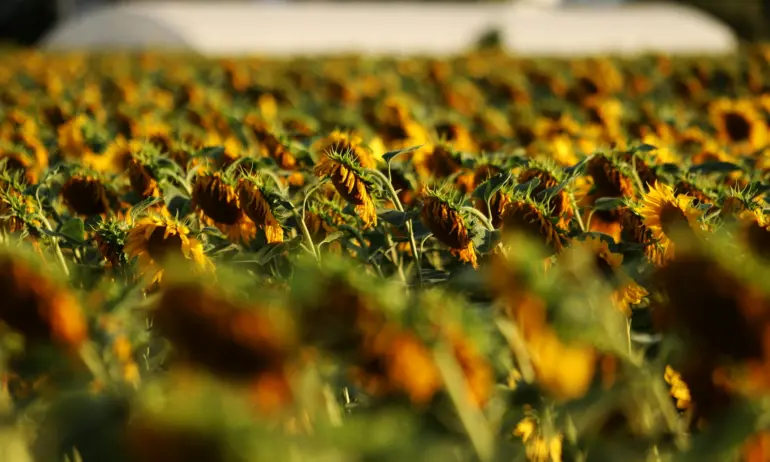България ще поиска да бъде удължена забраната за внос на украински слънчоглед, олио и сухо мляко - Tribune.bg
