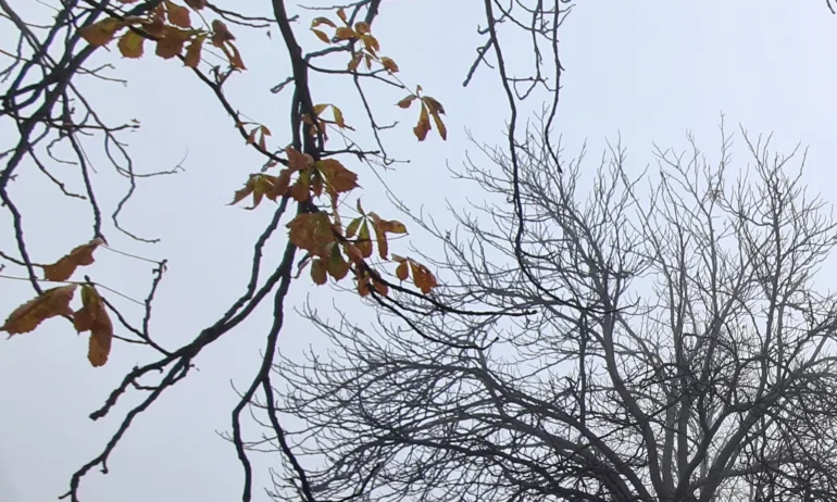 В неделя ще бъде ветровито - Tribune.bg