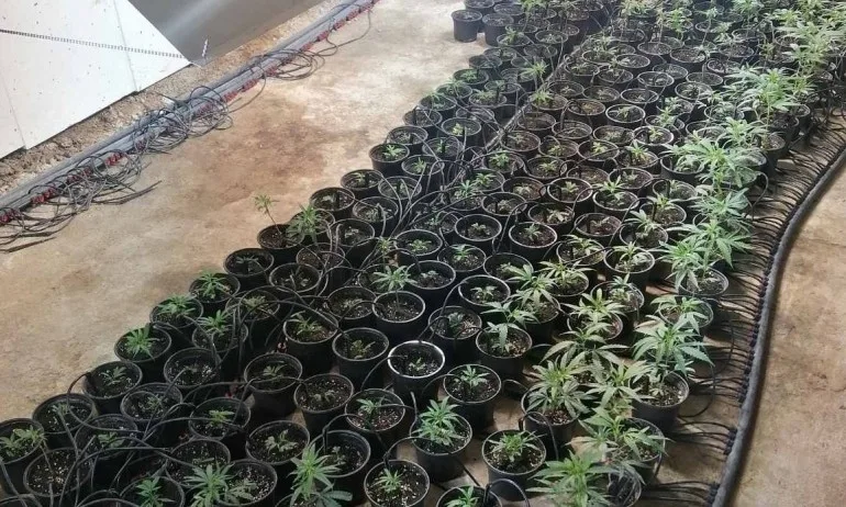 Рабзиха наркооранжерия в монтанското село Говежда (ВИДЕО) - Tribune.bg