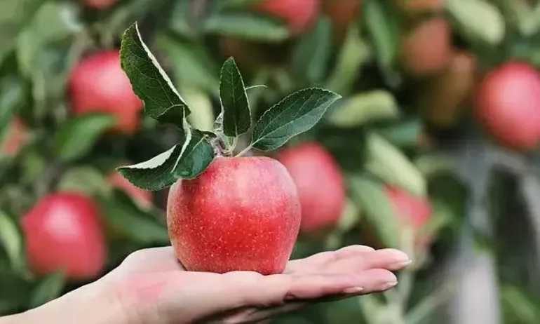 Вносни ябълки подбиват цената на родното производство. По тази причина