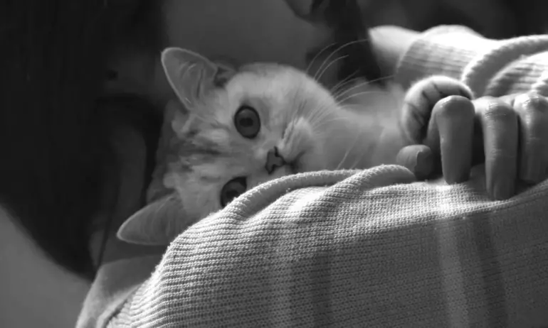 Защо домашният любимец настоява да спи с нас в леглото? - Tribune.bg